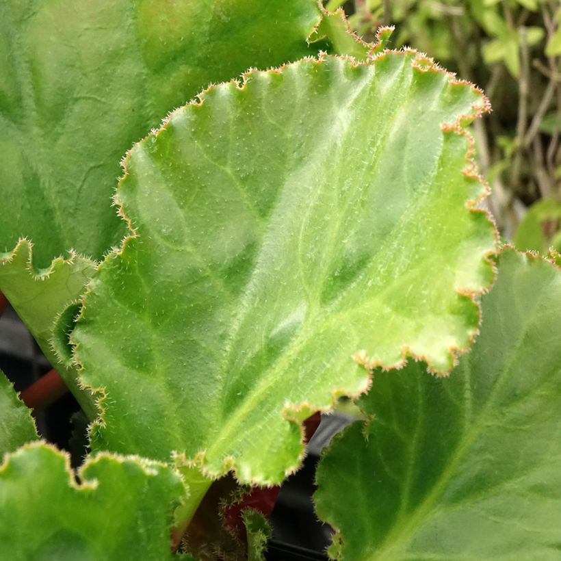 Bergenia Ripple Effect - Bergenie (Foliage)