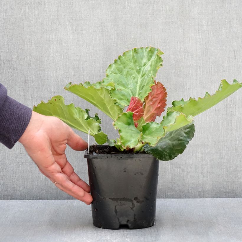 Example of Bergenia Ripple Effect - Bergenie Topf mit 2L/3L as you get in printemps