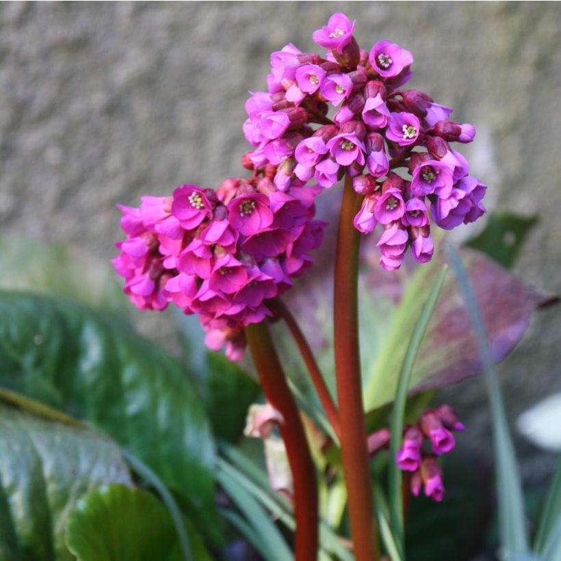 Bergenia purpurascens - Bergenie (Flowering)