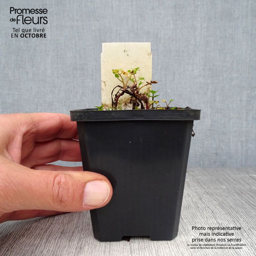 Exemplar von Berula erecta - Berle dressée, Cresson sauvage Godet de 8/9 cm wie im Herbst geliefert