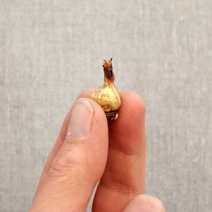 Exemplar von Bessera elegans - Korallentröpfchen Zwiebel Kaliber/Größe 5+ wie im Frühjahr geliefert