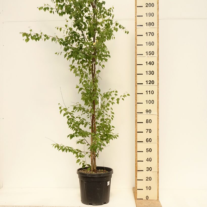 Example of Betula pendula - Hänge-Birke Topf mit 18L/20L as you get in printemps