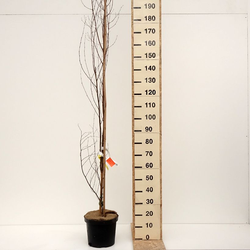 Exemplar von Betula pendula Fastigiata - Bouleau fastigié Pot de 7,5L/10L, Tige wie im Winter geliefert
