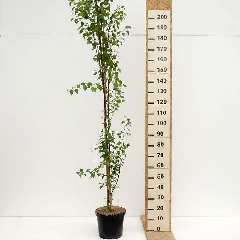Example of Betula pendula Fastigiata - Hänge-Birke Topf mit 7,5L/10L as you get in printemps
