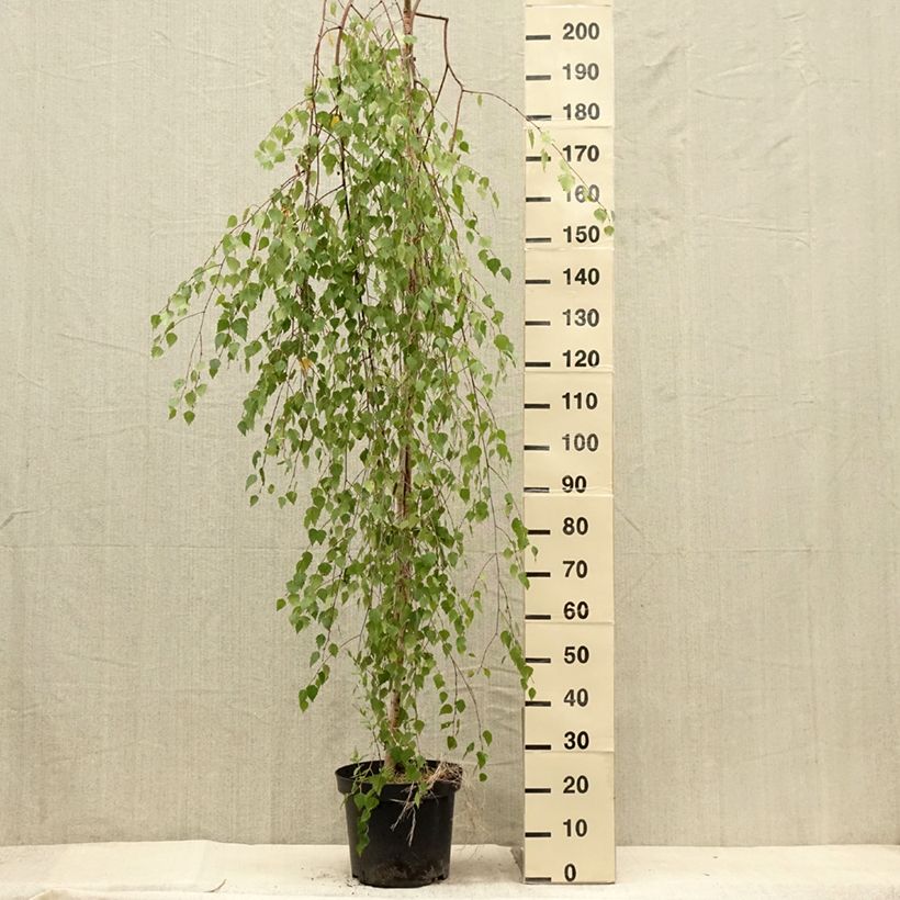 Exemplar von Betula pendula Magical Globe - Hänge-Birke Topf mit 7,5L/10L wie im Sommer geliefert