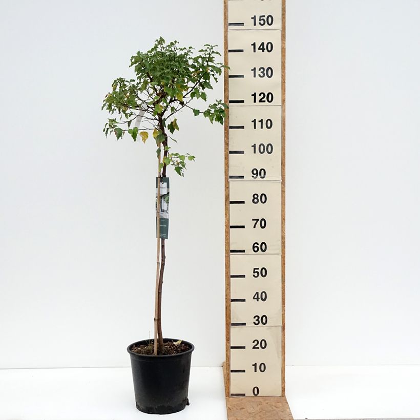 Exemplar von Betula pendula Magical Globe - Hänge-Birke Topf mit 7,5L/10L wie im Herbst geliefert
