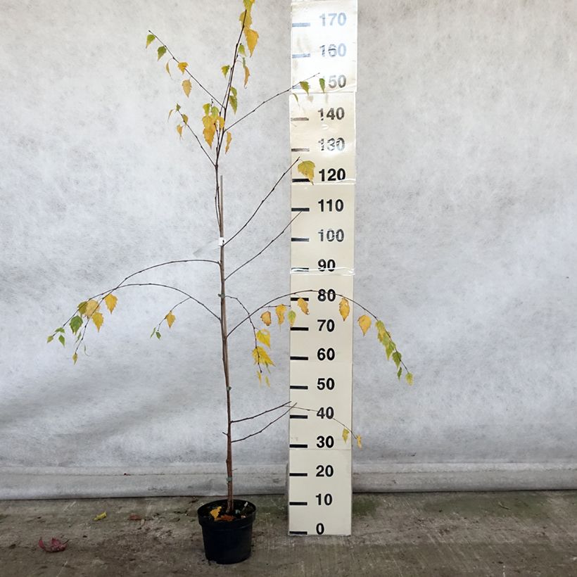 Exemplar von Betula pendula Tristis - Hänge-Birke Topf mit 2L/3L wie im Herbst geliefert