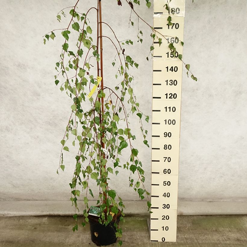 Exemplar von Betula pendula Youngii - Hänge-Birke Topf mit 7,5L/10L wie im Sommer geliefert