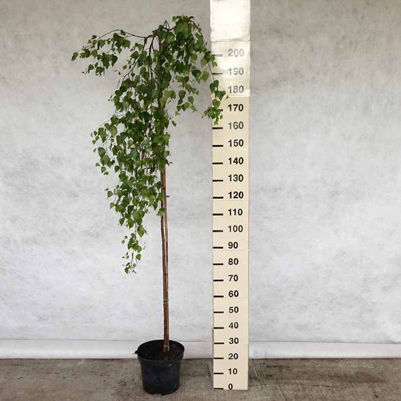 Example of Betula pendula Youngii - Hänge-Birke Topf mit 7,5L/10L as you get in printemps