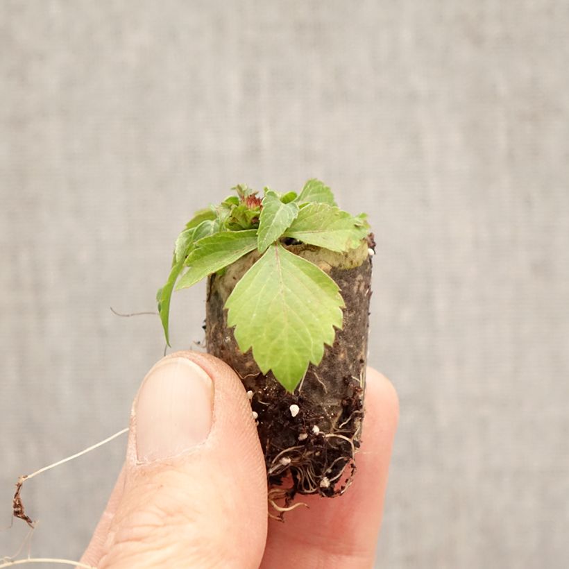 Exemplar von Bidens Bee my Sunshine - Zweizahn Mini-Plug Ø 3/4 cm wie im Frühjahr geliefert