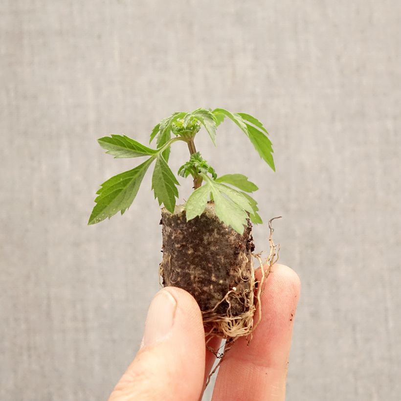 Exemplar von Bidens Bee White - Zweizahn Mini-Plug Ø 3/4 cm wie im Frühjahr geliefert