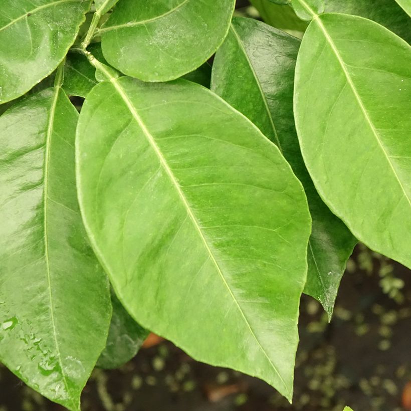 Bitterorange Bizzaria - Citrus aurantium (Laub)