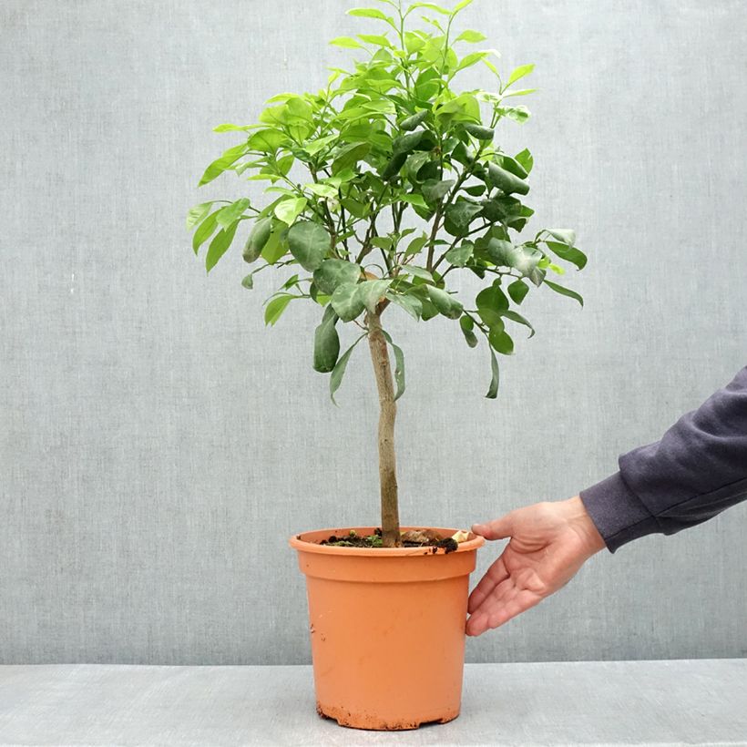 Exemplar von Bitterorange Bizzaria - Citrus aurantium Topf mit 6L/7L, 1/4 Stängel wie im Frühjahr geliefert