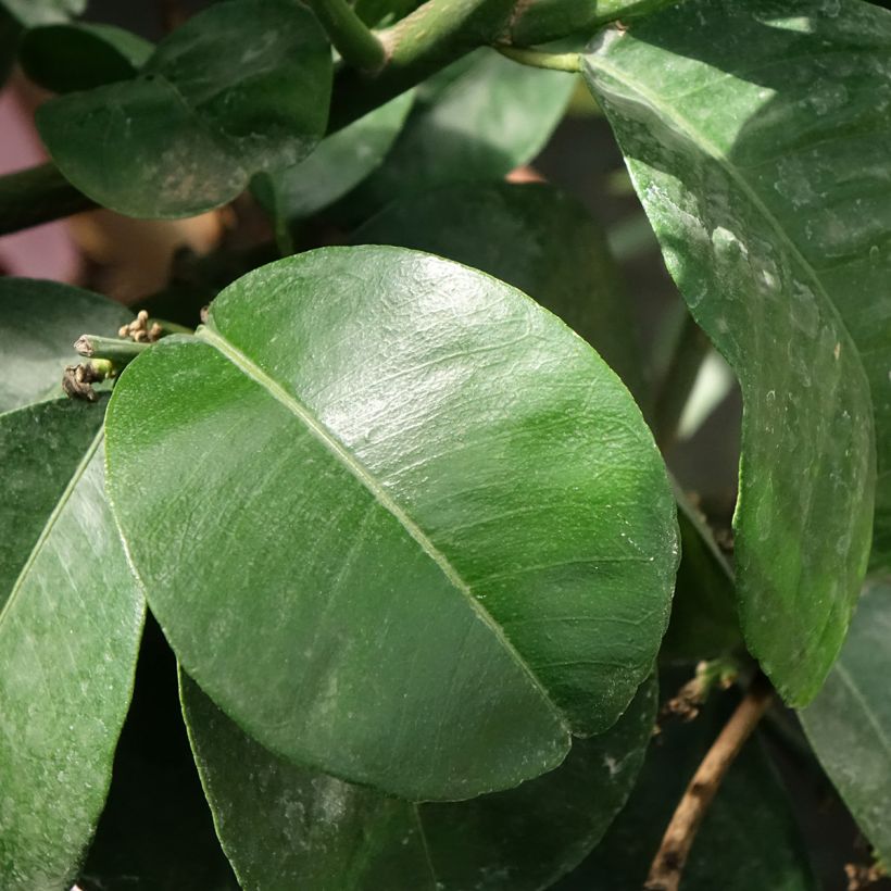 Bitterorange Bouquet de Fleur - Citrus aurantium (Laub)
