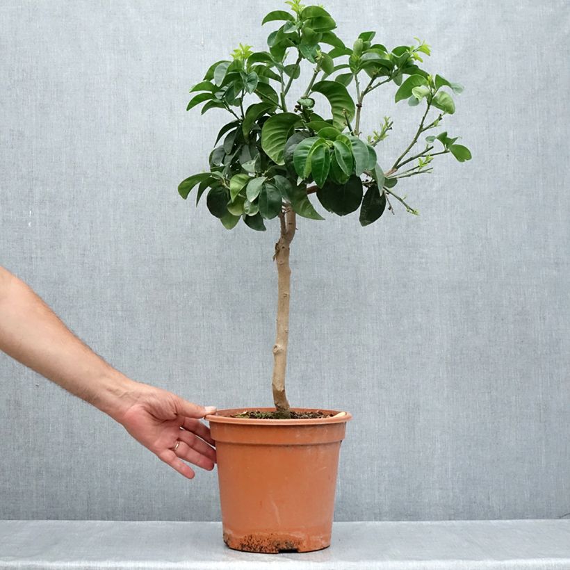 Exemplar von Bitterorange Bouquet de Fleur - Citrus aurantium Topf mit 6L/7L, 1/4 Stängel wie im Sommer geliefert