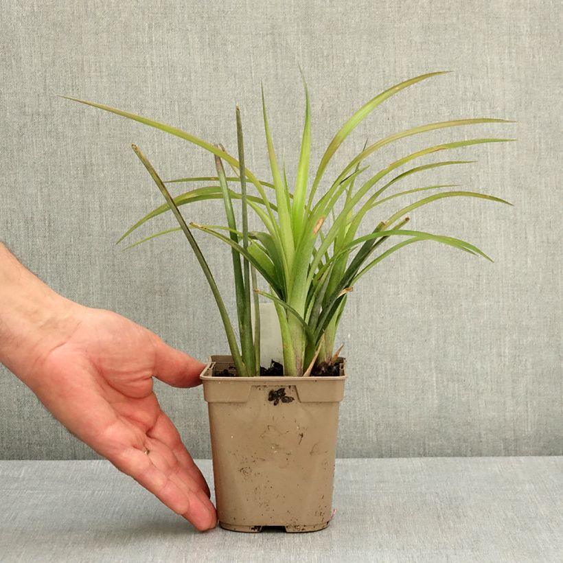 Exemplar von Billbergia nutans - Zimmerhanf Topf mit 1L/1,5L wie im Frühjahr geliefert
