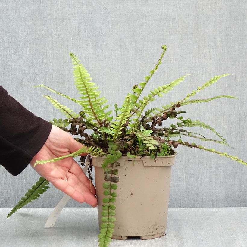 Exemplar von Blechnum fluviatile Pot de 3L/4L wie im Herbst geliefert