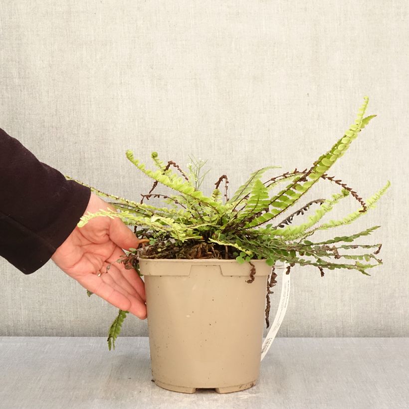 Exemplar von Blechnum fluviatile Topf mit 3L/4L wie im Frühjahr geliefert