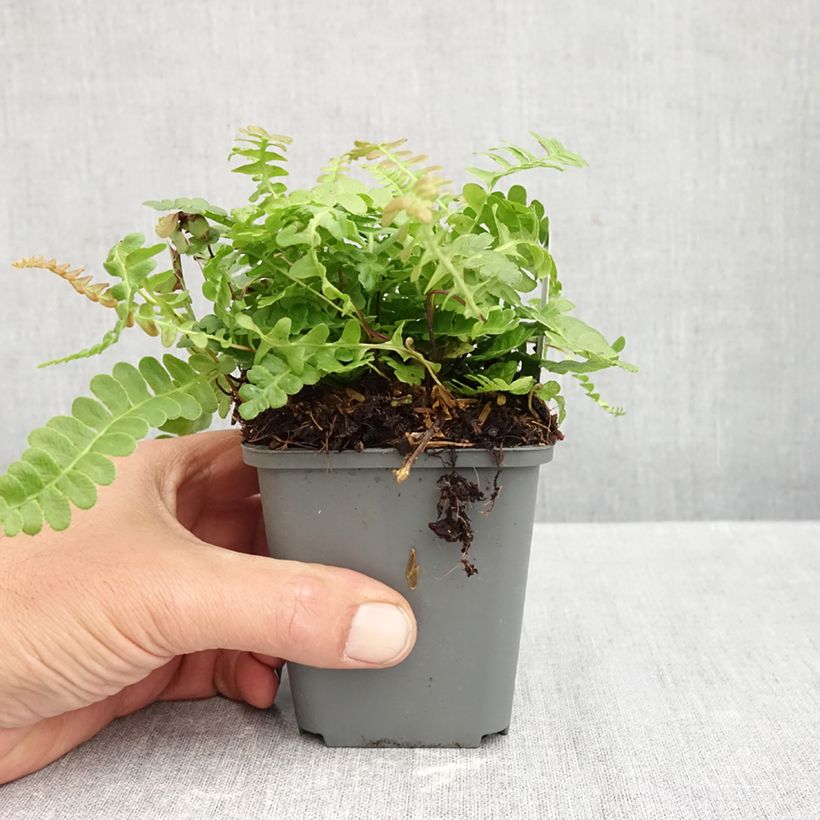 Exemplar von Blechnum penna-marina - Seefeder Rippenfarn Kleine Töpfe von 8/9 cm wie im Herbst geliefert