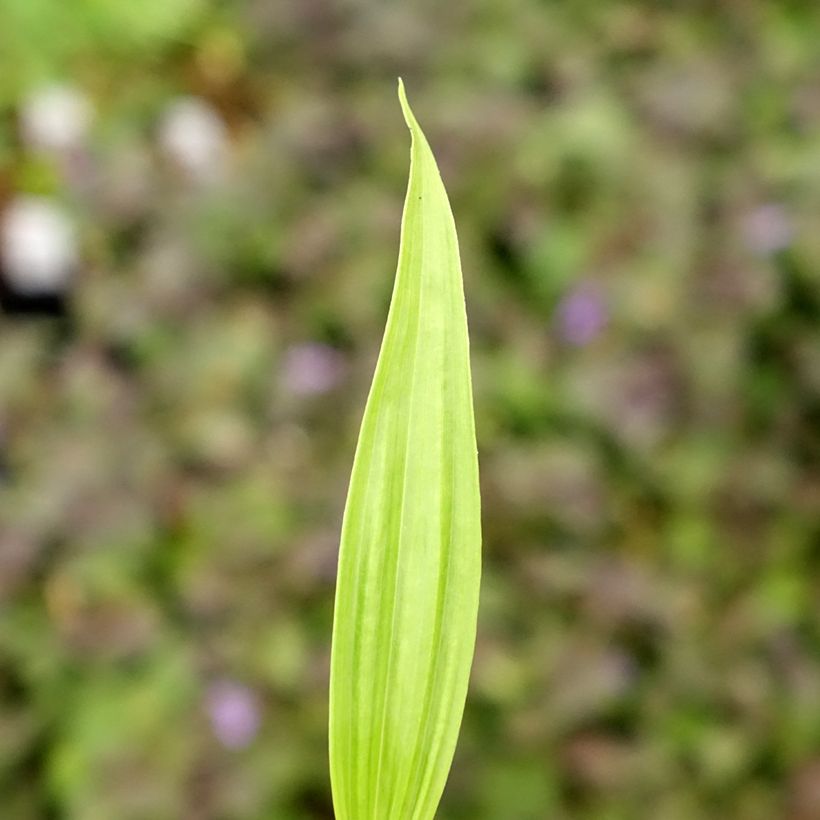 Bletilla ochracea - Gelbe Japanorchidee (Laub)