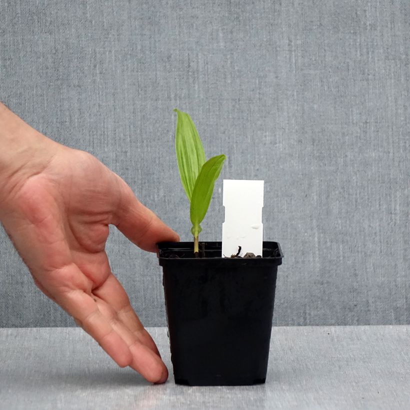 Exemplar von Bletilla ochracea - Gelbe Japanorchidee Kleine Töpfe von 8/9 cm wie im Frühjahr geliefert