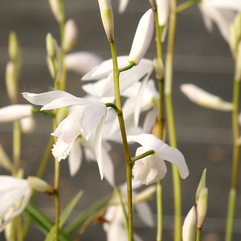 Bletilla striata Alba - Japanorchidee (Blüte)
