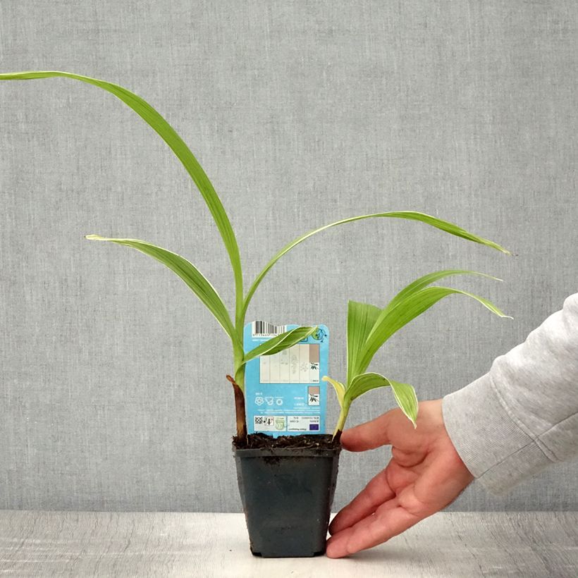 Exemplar von Bletilla striata Alba - Japanorchidee Kleine Töpfe von 8/9 cm Kaliber/Größe I wie im Sommer geliefert