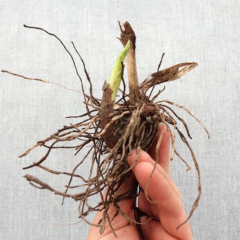 Exemplar von Bletilla striata f. gebina - Japanorchidee Zwiebel Kaliber/Größe I wie im Frühjahr geliefert