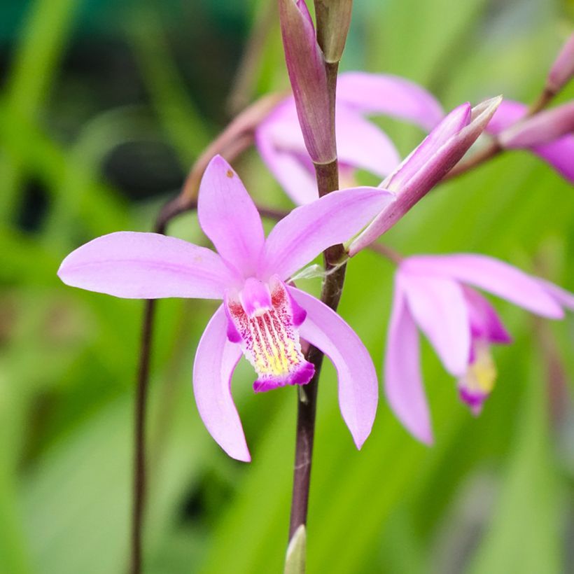 Bletilla striata - Japanorchidee (Blüte)