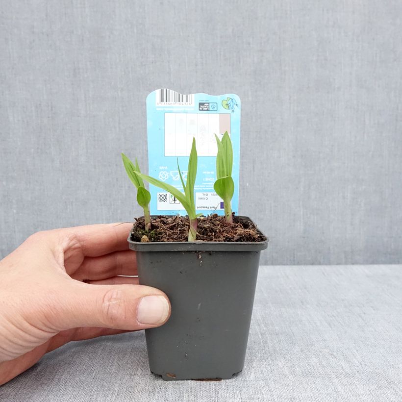 Exemplar von Bletilla striata - Japanorchidee Kleine Töpfe von 8/9 cm wie im Frühjahr geliefert