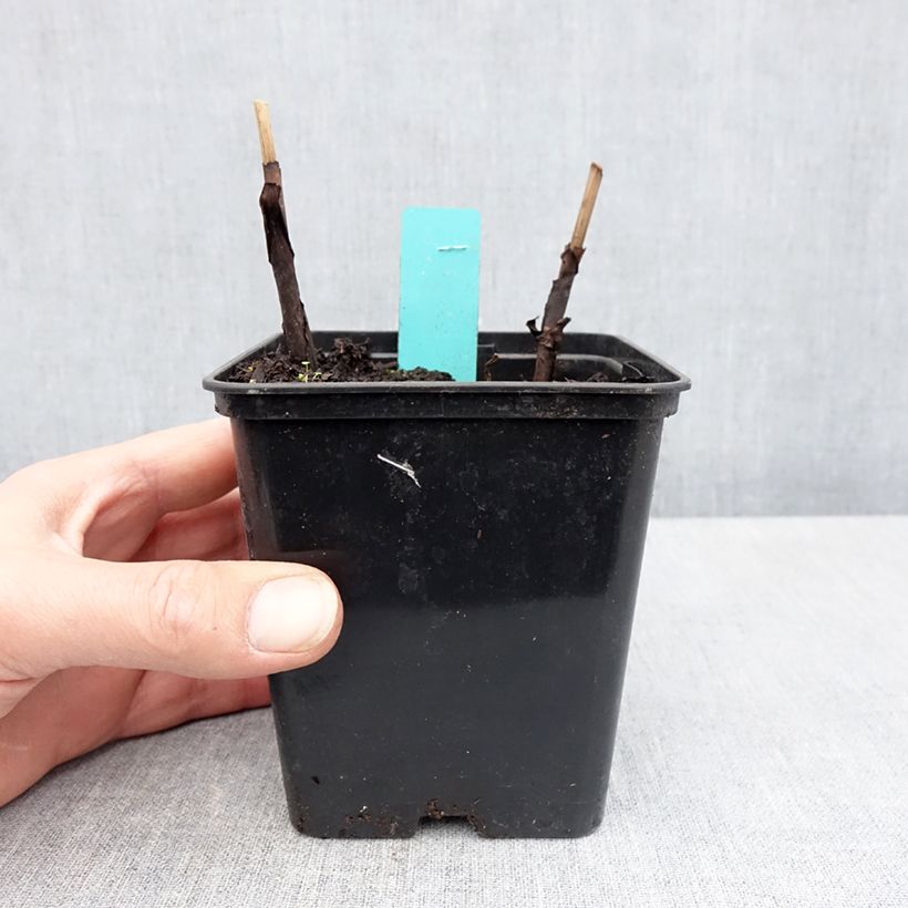 Exemplar von Bletilla striata Purple - Japanorchidee Kleine Töpfe von 8/9 cm wie im Frühjahr geliefert