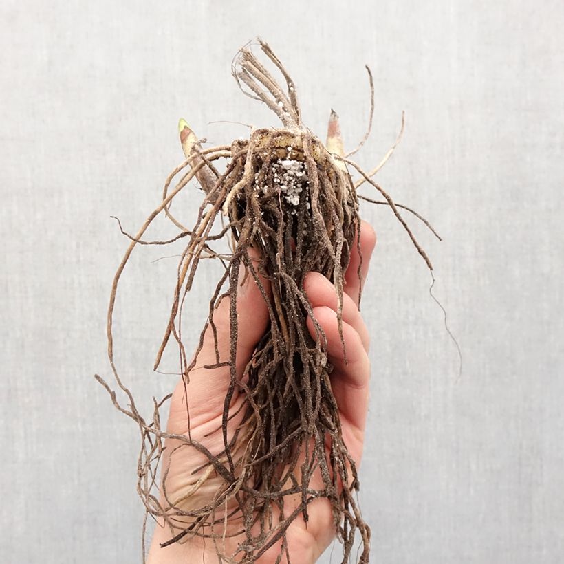 Exemplar von Bletilla striata Pink - Japanorchidee Zwiebel Kaliber/Größe I wie im Frühjahr geliefert