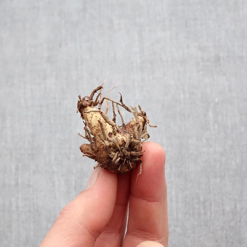 Exemplar von Bletilla striata Shi-ran - Japanorchidee Zwiebel wie im Frühjahr geliefert