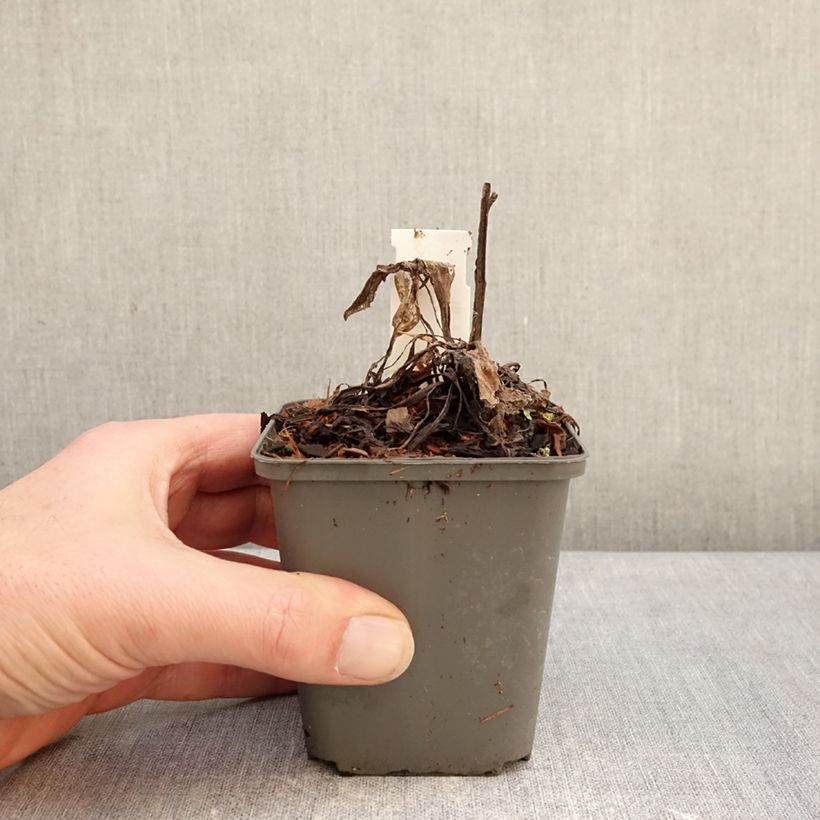 Example of Berg-Flockenblume Violetta - Centaurea montana Kleine Töpfe von 8/9 cm as you get in hiver