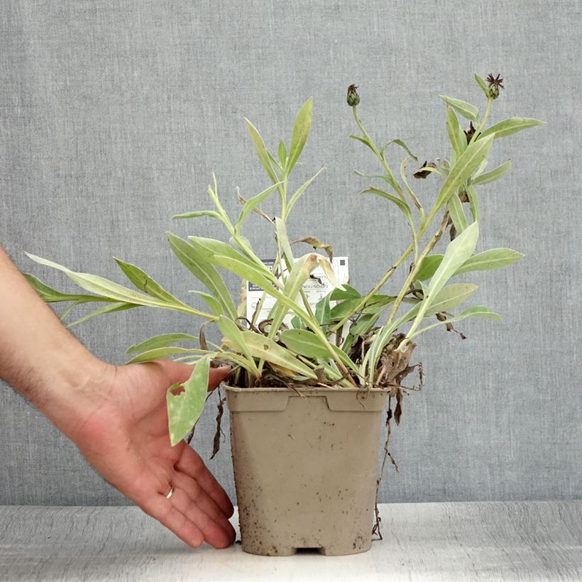 Exemplar von Berg-Flockenblume Amethyst in Snow - Centaurea montana Topf mit 1,5L/2L wie im Sommer geliefert