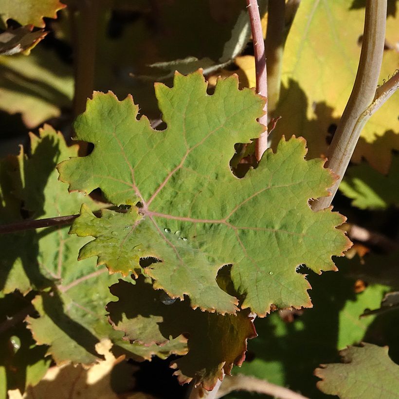 Macleaya microcarpa Spetchley Ruby - Roter Federmohn (Laub)