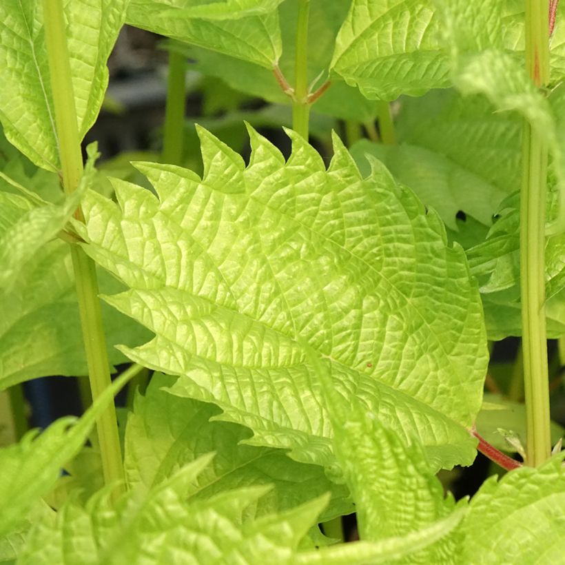 Boehmeria sieboldiana - Chinagras (Laub)