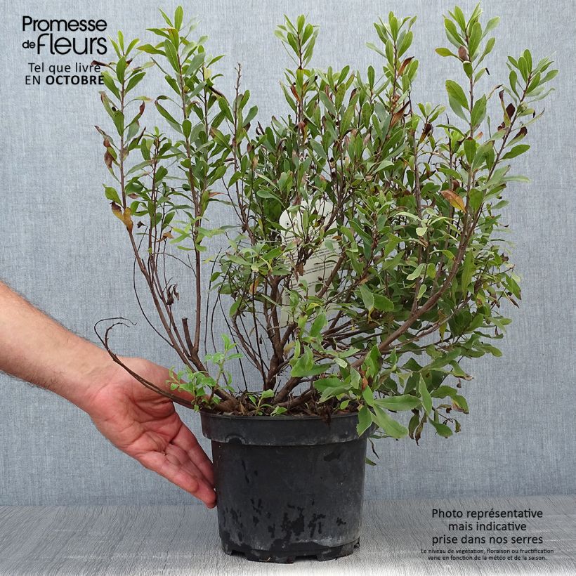 Exemplar von Myrica gale - Gagelstrauch Topf mit 1,5L/2L wie im Herbst geliefert