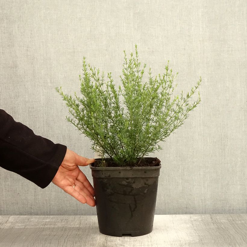 Exemplar von Boronia pilosa Rose Blossom Topf mit 4L/5L wie im Herbst geliefert