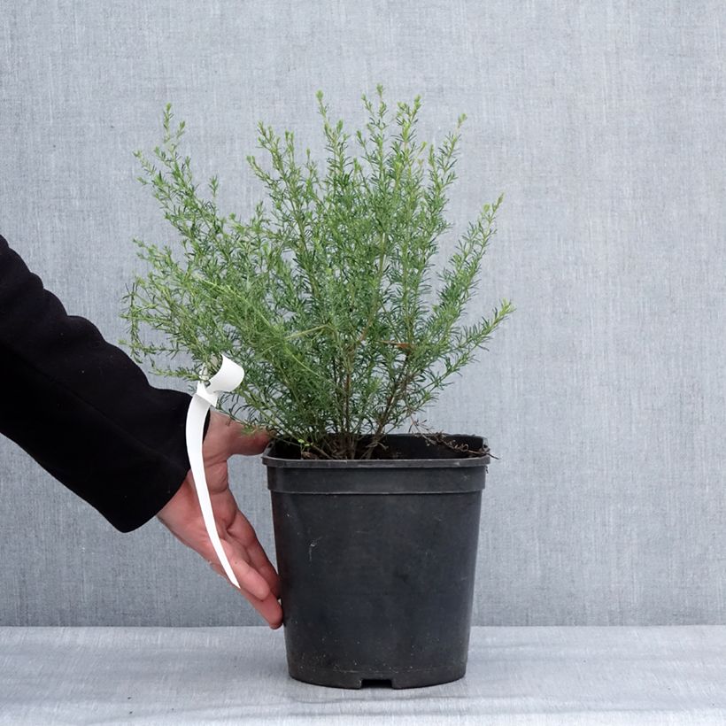 Example of Boronia pilosa Rose Blossom Topf mit 4L/5L as you get in hiver