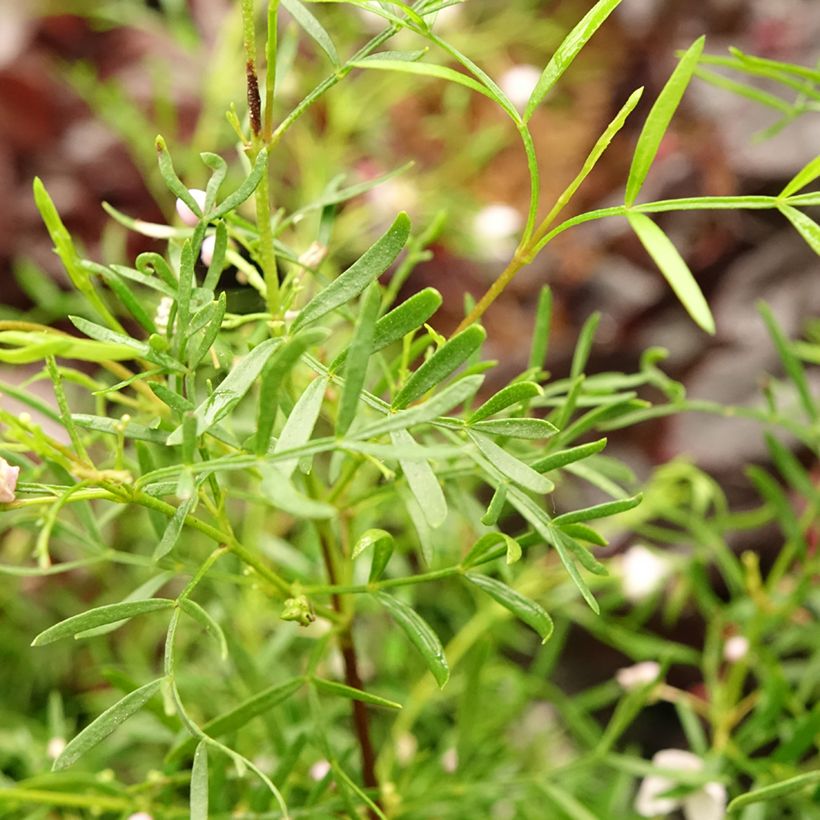 Boronia pinnata var. muelleri (Foliage)