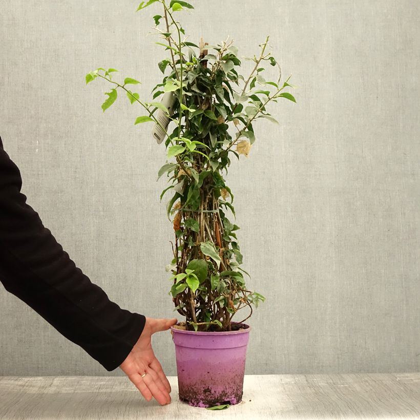 Exemplar von Bougainvillea glabra Sanderiana - Kahle Drillingsblume Topf mit 2L/3L wie im Herbst geliefert