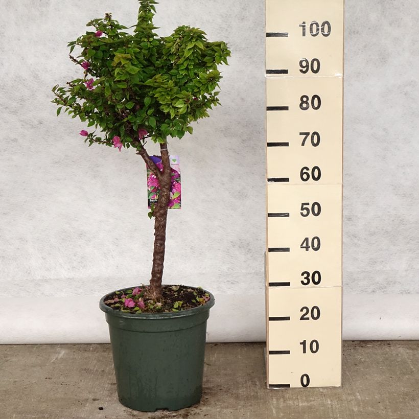 Exemplar von Bougainvillea Mini Thaï - Drillingsblume Topf mit 12L/15L wie im Frühjahr geliefert
