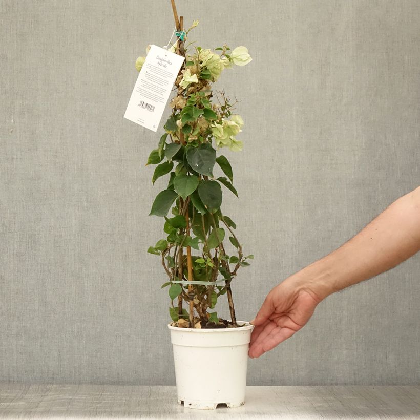 Exemplar von Bougainvillea spectabilis White - Drillingsblume Topf mit 2L/3L wie im Sommer geliefert