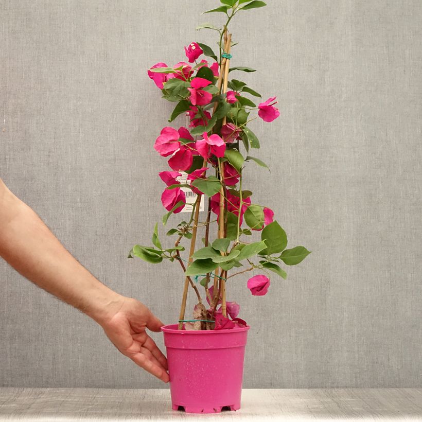 Exemplar von Bougainvillea spectabilis Pourpre violacé - Drillingsblume Topf mit 2L/3L wie im Sommer geliefert