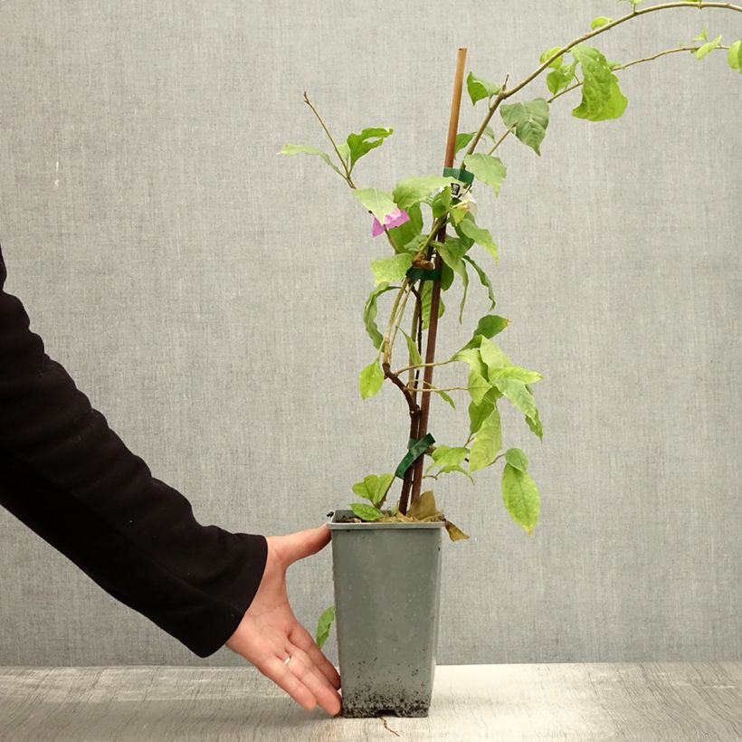 Exemplar von Bougainvillier Violet de Mèze Pot de 1,5L/2L wie im Herbst geliefert