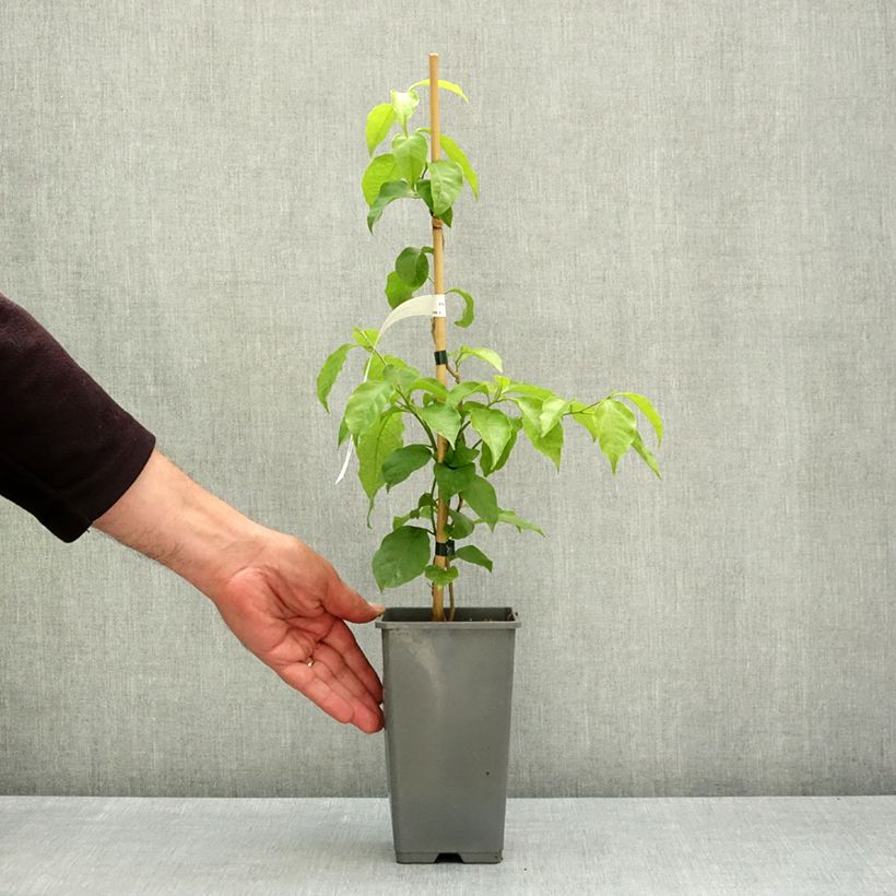 Exemplar von Bougainvillea Violet de mèze - Drillingsblume Topf mit 1,5L/2L wie im Frühjahr geliefert