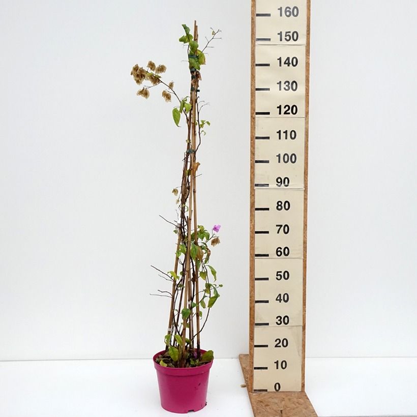 Exemplar von Bougainvillier Violet de Mèze Pot de 7,5L/10L wie im Herbst geliefert
