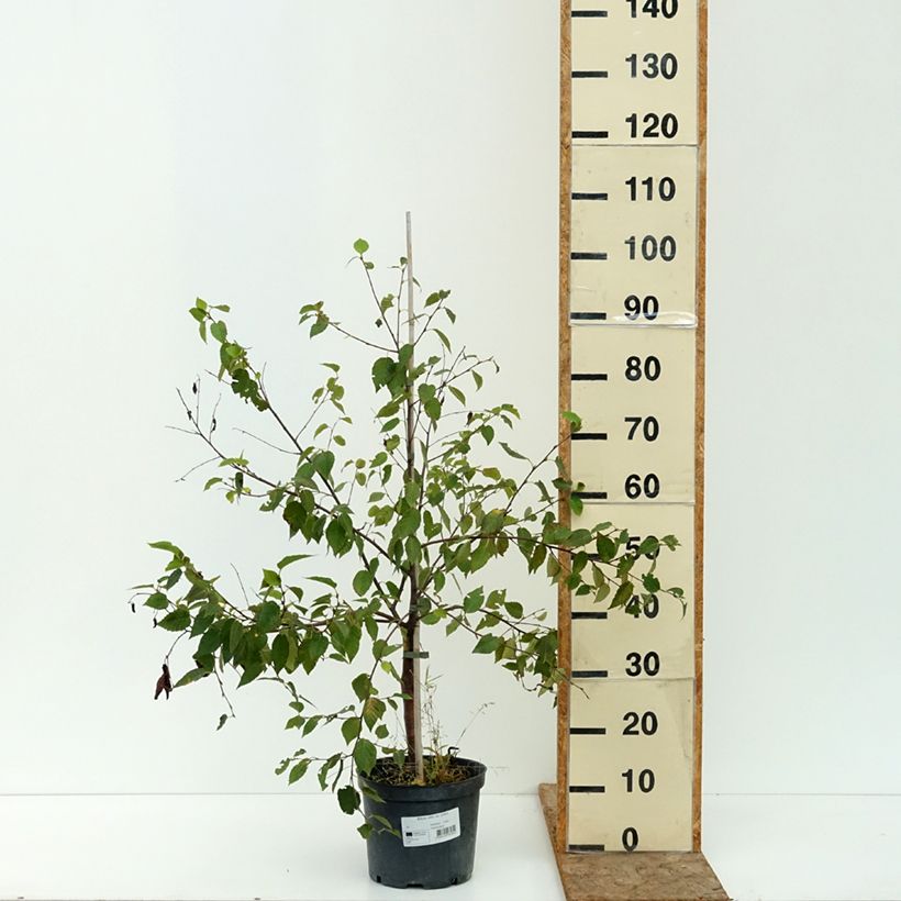 Exemplar von Himalaya-Birke - Betula utilis var. prattii Topf mit 4L/5L wie im Sommer geliefert