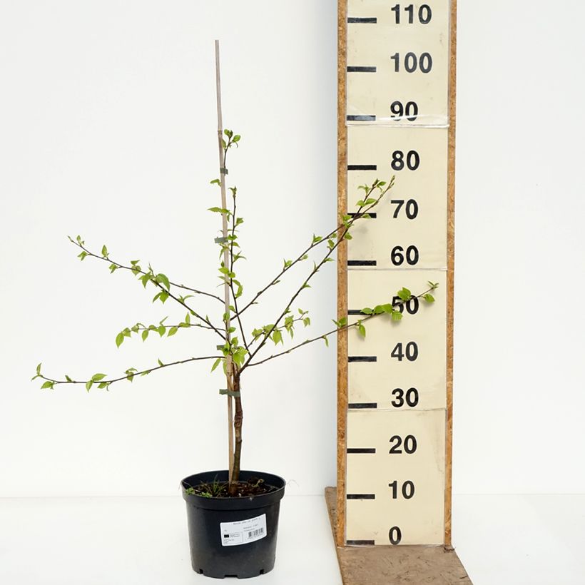 Exemplar von Himalaya-Birke - Betula utilis var. prattii Topf mit 4L/5L wie im Frühjahr geliefert